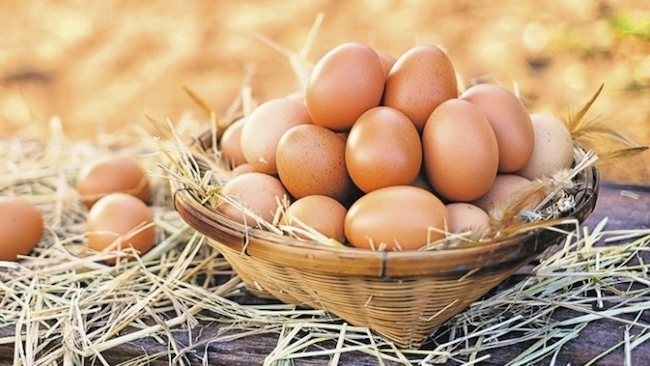 protein kaynağı besin yumurta